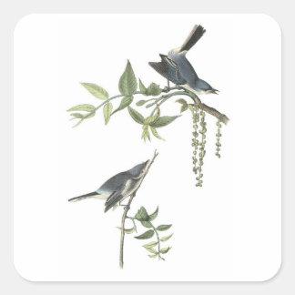ブルーグレーGnatcatcher by Audubon スクエアシール