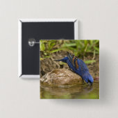 ブルーグロスベークが裏庭の池で飲み 缶バッジ (正面&裏面)