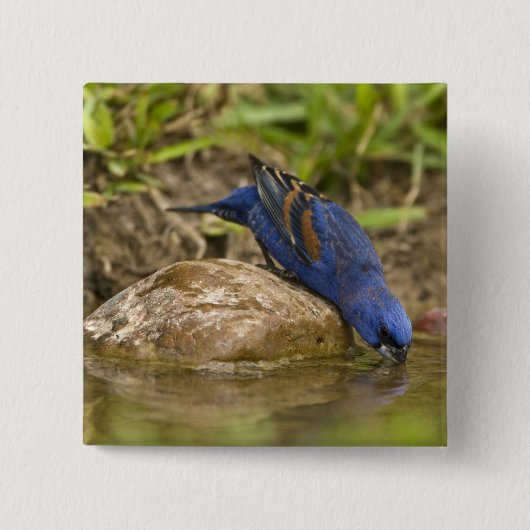 ブルーグロスベークが裏庭の池で飲み 缶バッジ (正面)