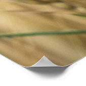 ブルーコーンフラワーの夏の小麦畑 ポスター (角)