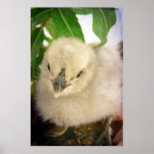 ブルーシック ポスター (正面)