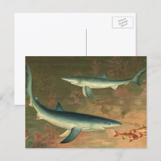 ブルーシャークが魚を食べている、ヴィンテージの海洋生物 ポストカード (正面/裏面)