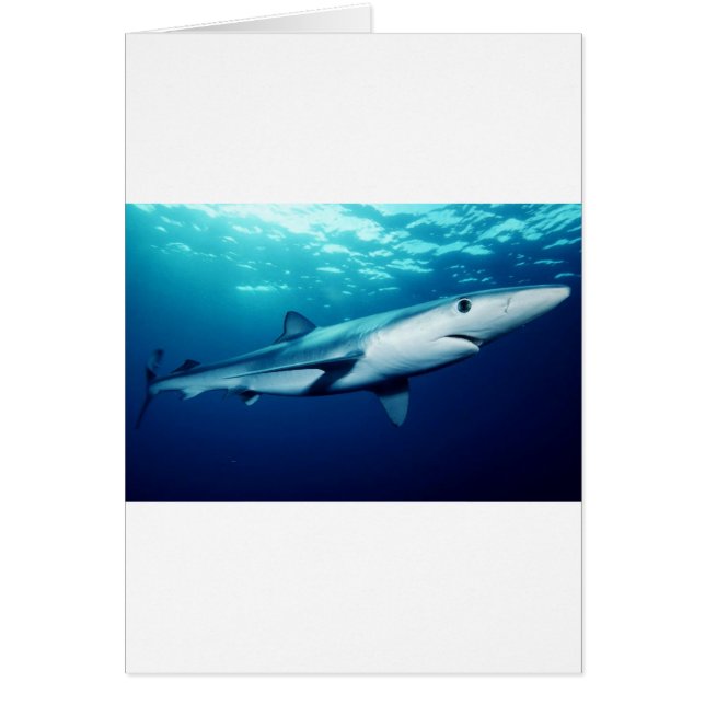 ブルーシャーク (正面)