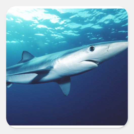 ブルーシャーク スクエアシール (正面)