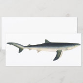 ブルーシャーク、ヴィンテージ水生海洋生物 (正面/裏面)