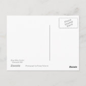 ブルーシルキーオーキッドポストカード ポストカード (裏面)