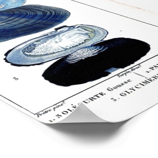 ブルーシーシェルヴィンテージ植物学フランスのビーチ ポスター (角)