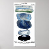 ブルーシーシェルヴィンテージ植物学フランスのビーチ ポスター (正面)