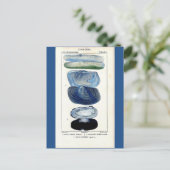 ブルーシーシェルヴィンテージ植物学フランスのビーチ ポストカード (スタンド正面)