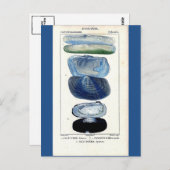 ブルーシーシェルヴィンテージ植物学フランスのビーチ ポストカード (正面/裏面)