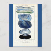 ブルーシーシェルヴィンテージ植物学フランスのビーチ ポストカード (正面)