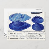 ブルーシーシェルヴィンテージ植物学フランスの海 ポストカード (正面/裏面)