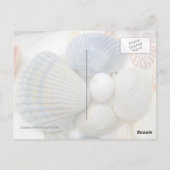 ブルーシーシェル写真はがき ポストカード (裏面)