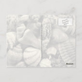 ブルーシーシェル写真はがき ポストカード (裏面)