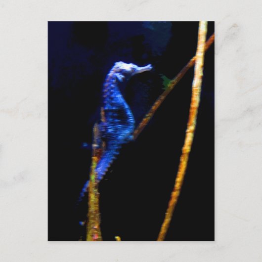 ブルーシーホースCB ポストカード (正面)