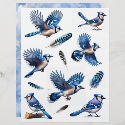 ブルージェイと羽のせっかくのカット (正面/裏面)