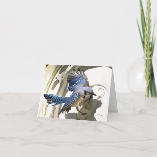 ブルージェイ #3 - 白紙のグリーティングカード サンキューカード (正面)