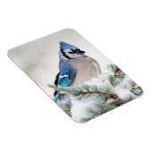 ブルージェイinブルーアトラス杉 マグネット (右側)