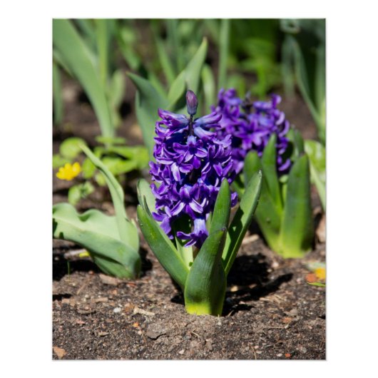 ブルージオキンス春写真プリント ポスター (正面)