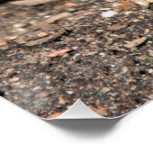 ブルージオキンス春写真プリント ポスター (コーナー)