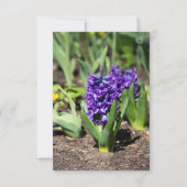 ブルージオキンス春 (正面)