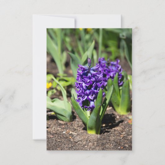 ブルージオキンス春 (正面)