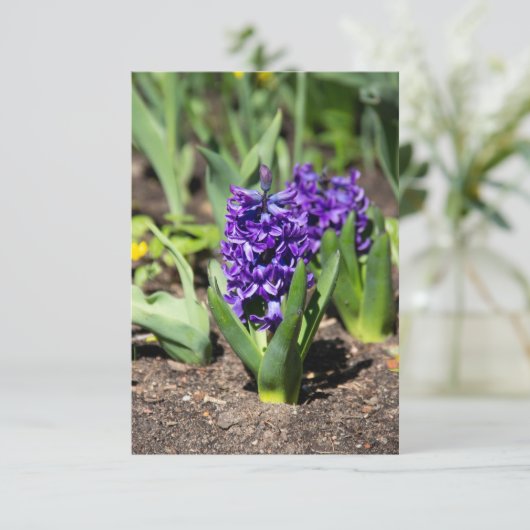 ブルージオキンス春 (スタンド正面)