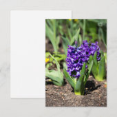 ブルージオキンス春 (正面/裏面)