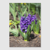 ブルージオキンス春 (正面)