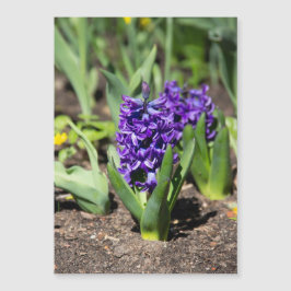 ブルージオキンス春