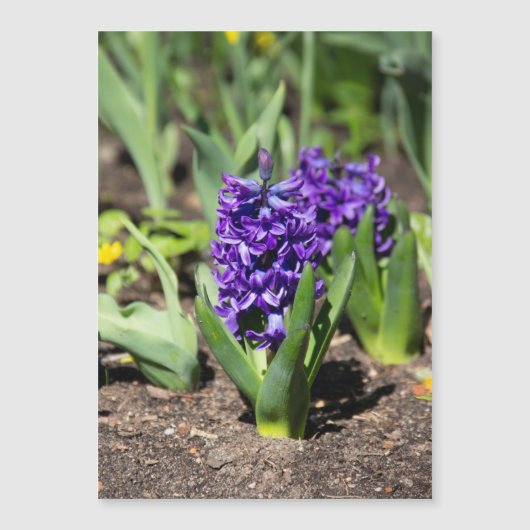 ブルージオキンス春 (正面)