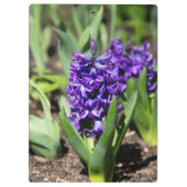 ブルージオキンス春 クリップボード (裏面)