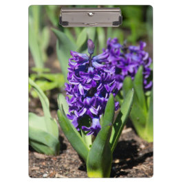 ブルージオキンス春 クリップボード