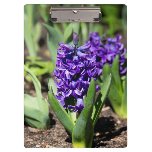 ブルージオキンス春 クリップボード (正面)