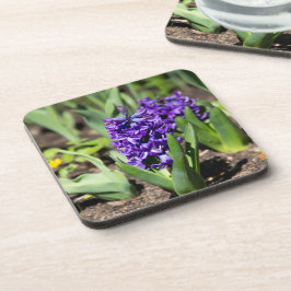 ブルージオキンス春 コースター