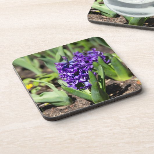 ブルージオキンス春 コースター (左側)