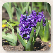 ブルージオキンス春 コースター (正面)