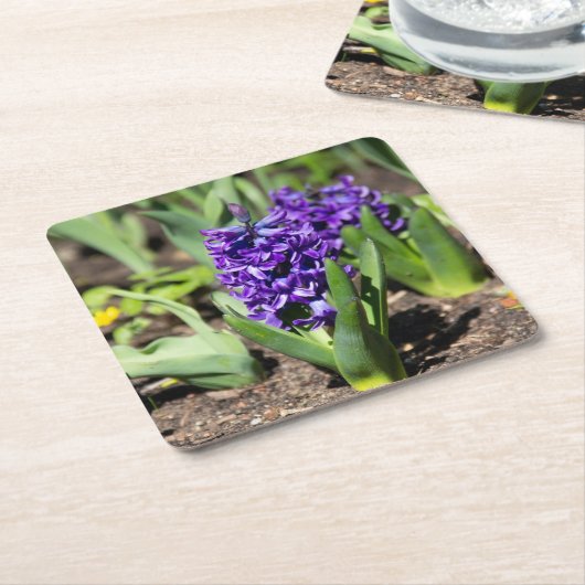 ブルージオキンス春 スクエアペーパーコースター (アングル)