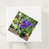 ブルージオキンス春 フェイバータグ (インサイチュ)