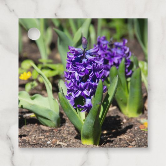 ブルージオキンス春 フェイバータグ (正面)