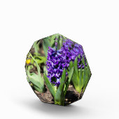 ブルージオキンス春 フォトブロック (右)