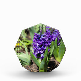 ブルージオキンス春 フォトブロック