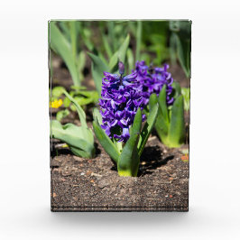 ブルージオキンス春 フォトブロック