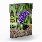 ブルージオキンス春 フォトブロック (左)