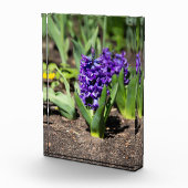 ブルージオキンス春 フォトブロック (右)