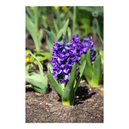 ブルージオキンス春 フォトプリント           