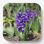 ブルージオキンス春 ペーパープレート (正面)