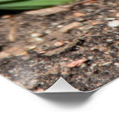 ブルージオキンス春 ポスター (コーナー)