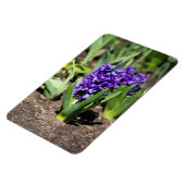 ブルージオキンス春 マグネット (左側)