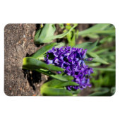 ブルージオキンス春 マグネット (横)